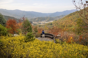 구례수목원 단풍‧억새‧감국으로 물들어… 가을 정취 가득