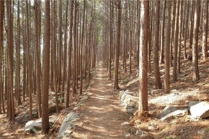 “가을에 떠나는 김해,  편백숲 산행으로 낭만과 건강을 찾아요”
