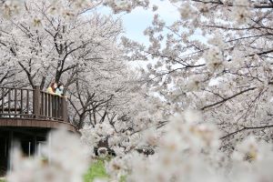 봄, 벚꽃, 핑크빛 물드는 밀양 여행, 봄 향기 가득한 벚꽃명소 