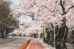 영등포구, 3년 만에 여의도 벚꽃길 연다