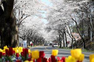  ‘봄~꽃길만걸어요’ 대전동구 대청호 벚꽃축제 비대면 개최