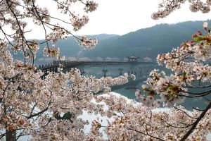 연분홍 꽃물결 이룬 안동 벚꽃명소, 봄나들이객 몰리기 시작 