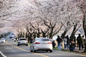 벚꽃터널로 유명한 ‘주산 봄꽃축제’구경오세요