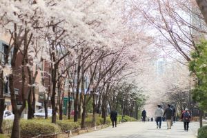 이번 주말 벚꽃 나들이, ‘마포 걷고 싶은길 10선’어떠세요?