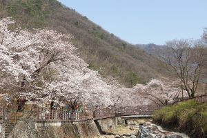 동두천시 소요산관광지 ‘벚꽃·들꽃'  봄꽃 만개