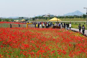 장성 황룡강 (洪)길동무 꽃길축제, 3년 만에 다시 열린다