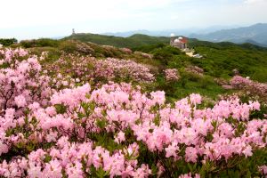 제38회 단양소백산철쭉제 3년 만에 주민과 관광객 만난다!