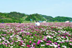 영천 작약 꽃밭 봄나들이, 영천 작약꽃축제 12일부터 열려 