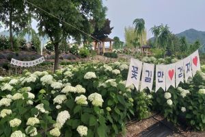 ‘제1회 공주 유구색동수국정원 꽃축제’ 17일 개막