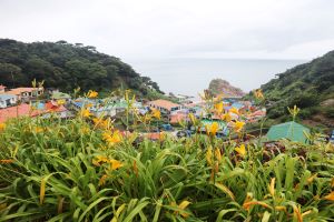 1004섬 신안! 홍도 “섬 원추리 축제” 개최