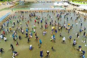 영덕군 여름철 대표축제, ‘영덕황금은어축제’ 개봉박두