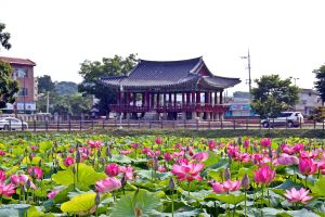 호남제일정 피향정에 단아한 자태 뽐내는 연꽃 향연