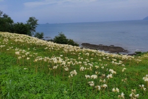 부안 변산마실길 제2코스, 붉노랑상사화 이달 말 최절정