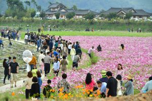 “3년의 기다림… 다시 시작된 설렘”  ‘장성 황룡강 가을꽃축제’ 10월 8일 개막