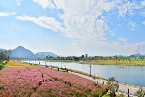 장성 황룡강 가을꽃축제 8일 ‘팡파르’