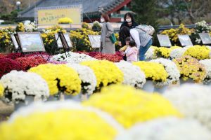 태안군, ‘가을 낭만 가득!’ 옥파 이종일 생가지서 국화축제 개최