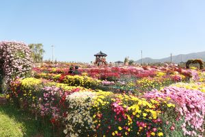 서산, 늦가을 정취 국화정원에서 만끽하세요