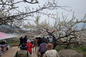 광양매화축제, 역대 최대 인파...토요일 하루만 17만여 명 다녀가 