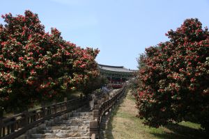 서천군은 지금 동백꽃 필 무렵, 마량리 동백나무숲