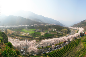 국내 최대 규모 화개장터 벚꽃축제 4년 만에 열린다