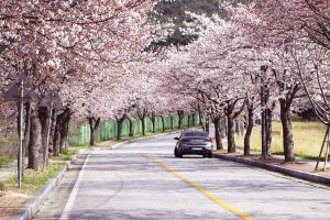  “흩날리는 꽃바람” 설레고 들뜨게 하는 봄 소풍 ‘고창군 제1회 벚꽃축제’