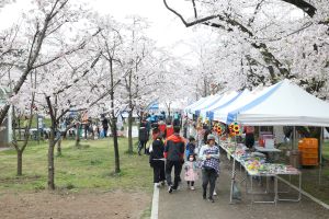 동해시, ‘벚꽃의 향연’ 유천문화축제 내달 1일 개막