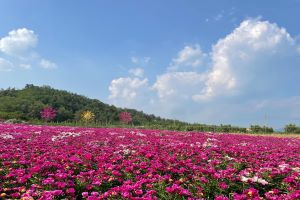 영천에서 핑크빛 작약꽃 매력에 풍덩! 영천 작약꽃축제 5월 12일 개최 