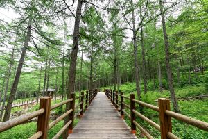 국립김천치유의숲 “사계절 아름다운 숲 속, 에너지 재충전”