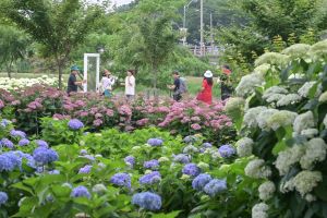‘제2회 공주 유구색동수국정원 꽃 축제’ 오는 23일 개막