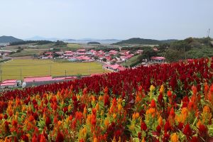 신안군 병풍도 맨드라미공원에 1억 4백만 송이 맨드라미꽃 축제 열린다