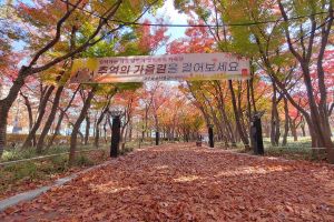  대구광역시, 오색빛 단풍이 그리는 추억의 가을길 소개