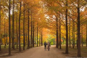 남이섬, , 서울 근교 단풍놀이, 가을은 ‘남이섬’이 제격!