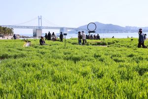 부산시 수영구, 청보리, 바다가 되다. 광안리 민락해변공원 일원 청보리밭