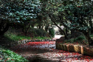 광양시, 봄을 잉태한 옥룡사 동백나무숲에서 사색여행