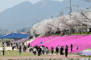 정읍시, 2024 벚꽃축제 28일 개최...축하공연 등 다채로운 프로그램