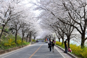 2024 구례300리 벚꽃축제  3월 22일~24일 개최