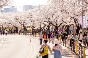 영등포구, 꽃바람과 노닐다…영등포구, 제18회 여의도 봄꽃 축제 개최