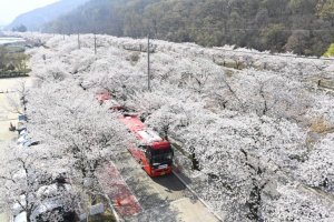  달성군 옥포읍“벚꽃 보러 오세요!” ‘제10회 옥포 벚꽃축제’ 개최