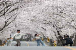 ‘50리 벚꽃 터널 속으로’ 함양 백운산 벚꽃축제 30일부터 이틀간