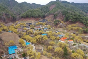 봉화군, 올해 산수유꽃은 띠띠미마을에서 시와 함께 즐겨요~