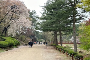 ‘봄 꽃 가득’ 서울대 관악수목원 23일간 개방된다