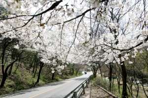 수도권 벚꽃 명소, '광주 남한산성으로 오세요'