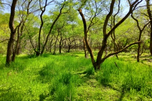 고창 고인돌·운곡습지, 환경부 4월 ‘이달의 생태관광지’로 선정 