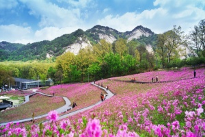 노원구, 벚꽃 가고 철쭉 온다. <2024 불암산 철쭉제> 개최