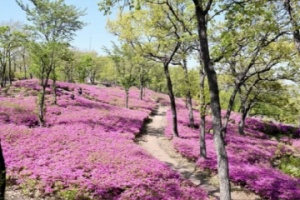 파주시, 4월 20일‘ 제3회 파주 월롱산 철쭉제’ 