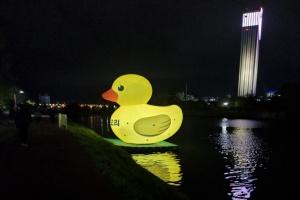 동해시, 전천에 노랑오리가 나타났다!  ‘전천제’ 26일 팡파르