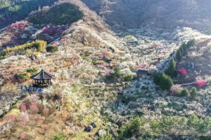 광양매화마을, ‘2025~2026년 한국관광 100선’ 선정 쾌거 