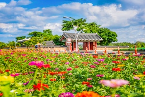 인천 계양구, 가을빛 물들어 가는 계양아라온, '백일홍 꽃밭 초대'