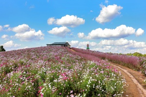 보령시, 천북 굴축제와 함께 즐기는 천북면 청보리밭 가을 여행