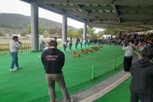 진도개 테마파크, 1월 31일 올해 첫 진도개 공연 시작